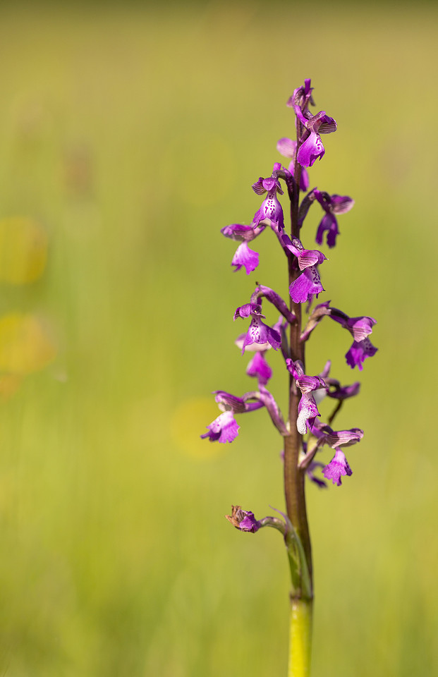 Green-winged Orchid, Melrose Farm, May 2024