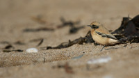 Desert Wheatear, Thurlestone, Devon, November 2016