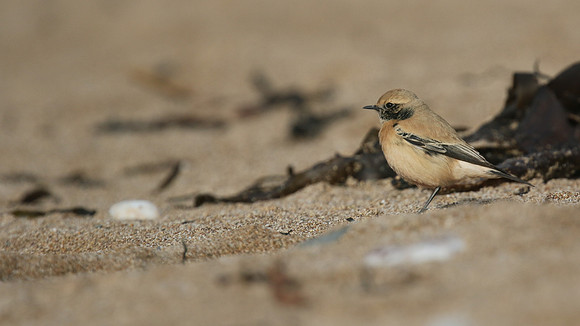 Desert Wheatear, Thurlestone, Devon, November 2016