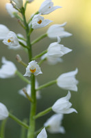 Sword-leaved Helleborine, Rodbrough Common, May 2024