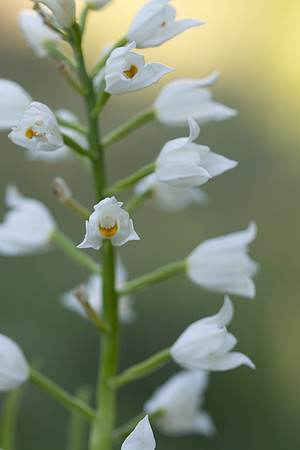Sword-leaved Helleborine, Rodbrough Common, May 2024