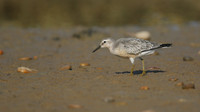 Knot, Ferrybridge, September 2016.