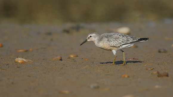 Knot, Ferrybridge, September 2016.
