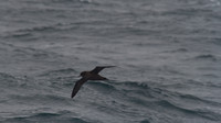 Short-tailed Shearwater