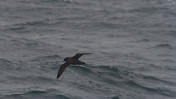 Short-tailed Shearwater, Sydney November 2013