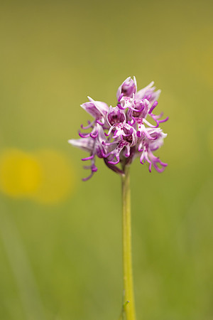 Monkey Orchid, Kent, May 2024