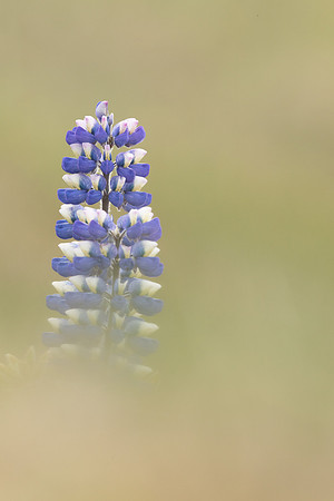 Nootka Lupine, Iceland, June 2022