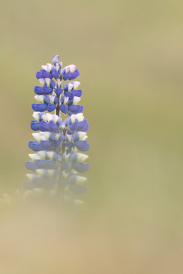 Nootka Lupine, Iceland, June 2022
