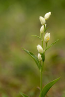 White Helleborine, Bonsai Bank, May 2024