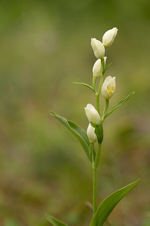 White Helleborine, Bonsai Bank, May 2024