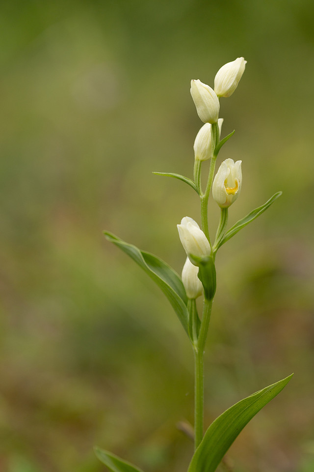 White Helleborine, Bonsai Bank, May 2024