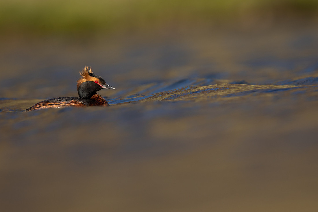 Slavonian Grebe, Iceland, May 2022