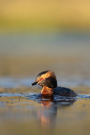 Slavonian Grebe, Iceland, May 2022