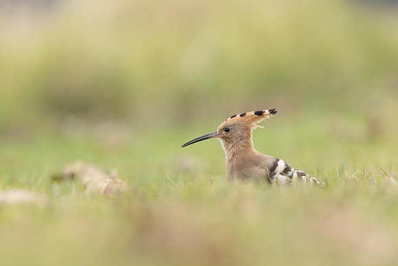 Hoopoe, Swansea, October 2024