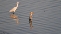 Cattle Egret