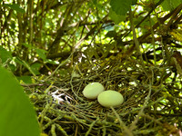 Wood Pigeon
