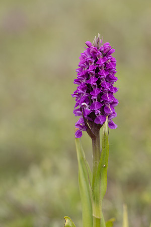 Souhern Marsh-orchid, Kenfig, June 2024