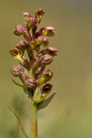 Frog Orchid, Morgans Hill, June 2024