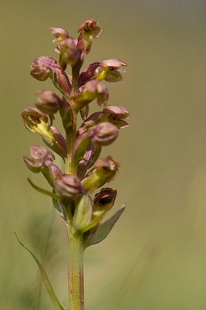 Frog Orchid, Morgans Hill, June 2024