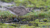 American Golden Plover, Davidstow, October 2014