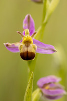 Bicolured Bee Orchid, Minchinhampton Common, June 2024