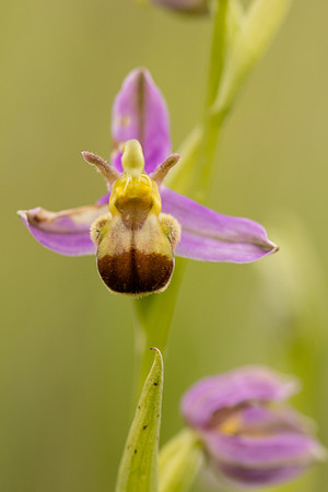 Bicolured Bee Orchid, Minchinhampton Common, June 2024