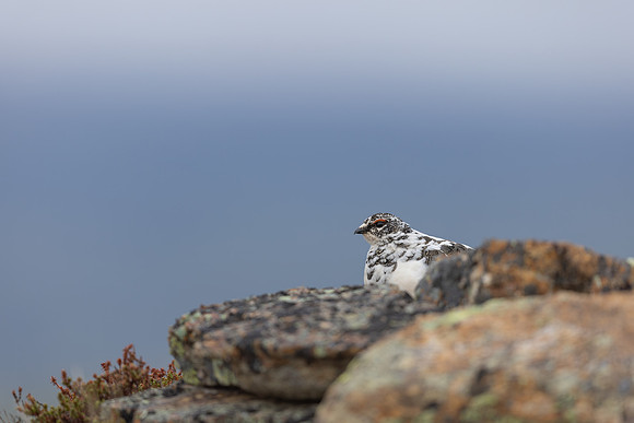 Ptarmigan, Mount Alias, Finland, June 2025