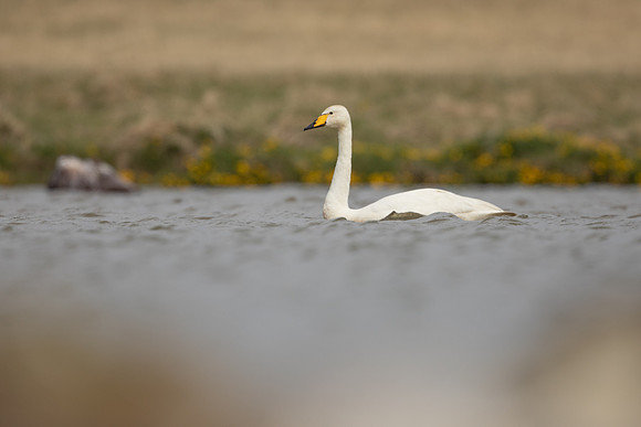 Whooper Swan, Snafellsnes, Iceland, June 2022