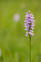 Common Spotted-orchid Orchid, Rudge Hill, June 2024
