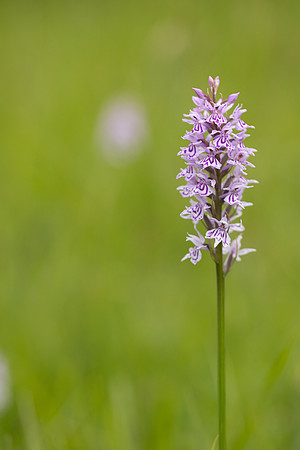 Common Spotted-orchid Orchid, Rudge Hill, June 2024