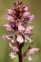 Frog x Common Spotted-orchid, Morgans Hill, June 2024