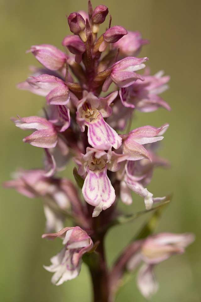 Frog x Common Spotted-orchid, Morgans Hill, June 2024