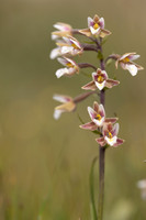 Marsh Helleborine, Kenfig, June 2024