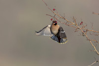 Waxwing, Rodbrough Common, January 2024