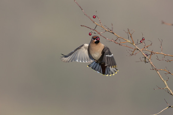 Waxwing, Rodbrough Common, January 2024