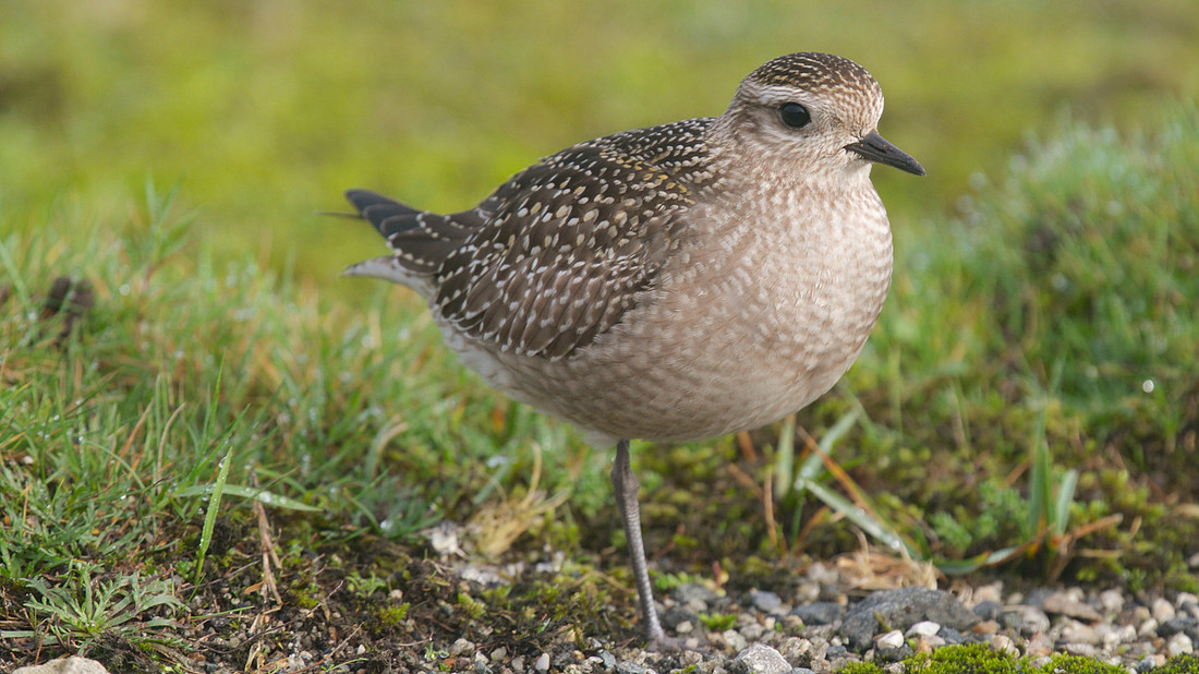 American Golden Plover, Davidstow, October 2014