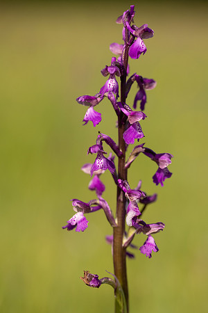 Green-winged Orchid, Melrose Farm, May 2024