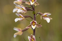 Marsh Helleborine, Kenfig, June 2024