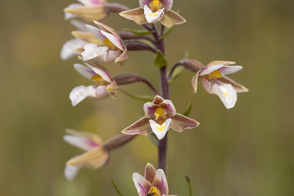 Marsh Helleborine, Kenfig, June 2024
