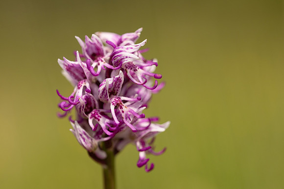 Monkey Orchid, Kent, May 2024