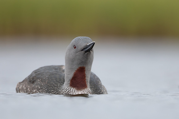 Red-throated Diver, Floi, Iceland, June 2022