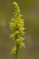 Musk Orchid, Cleeve common, June 2024