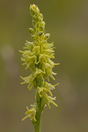Musk Orchid, Cleeve common, June 2024