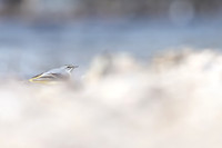 Grey Wagtail, Damery, March 2025