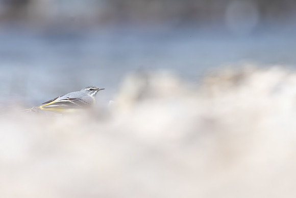 Grey Wagtail, Damery, March 2025