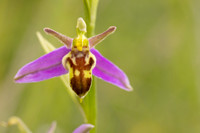 Wasp Orchid, Cleeve Common, June 2024