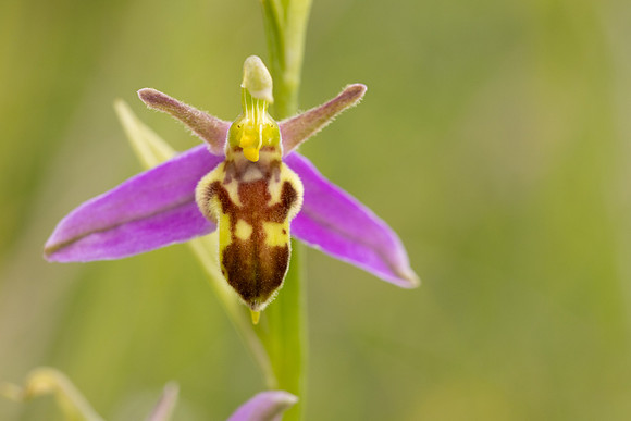 Wasp Orchid, Cleeve Common, June 2024