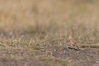 Tawny Pipit, Anarita, Cyprus, April 2025