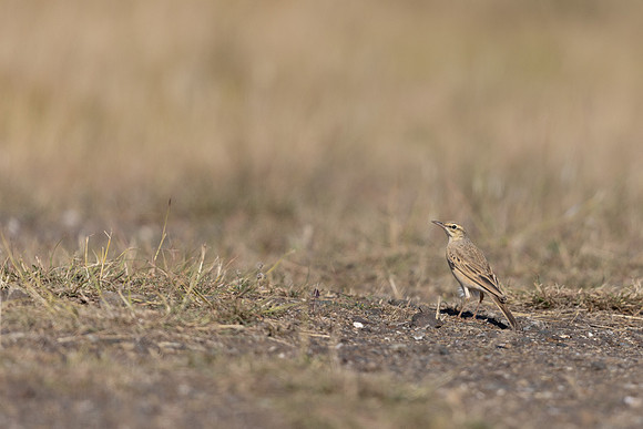Tawny Pipit, Anarita, Cyprus, April 2025