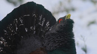 Capercaillie, Cairngorms, Feb 2015